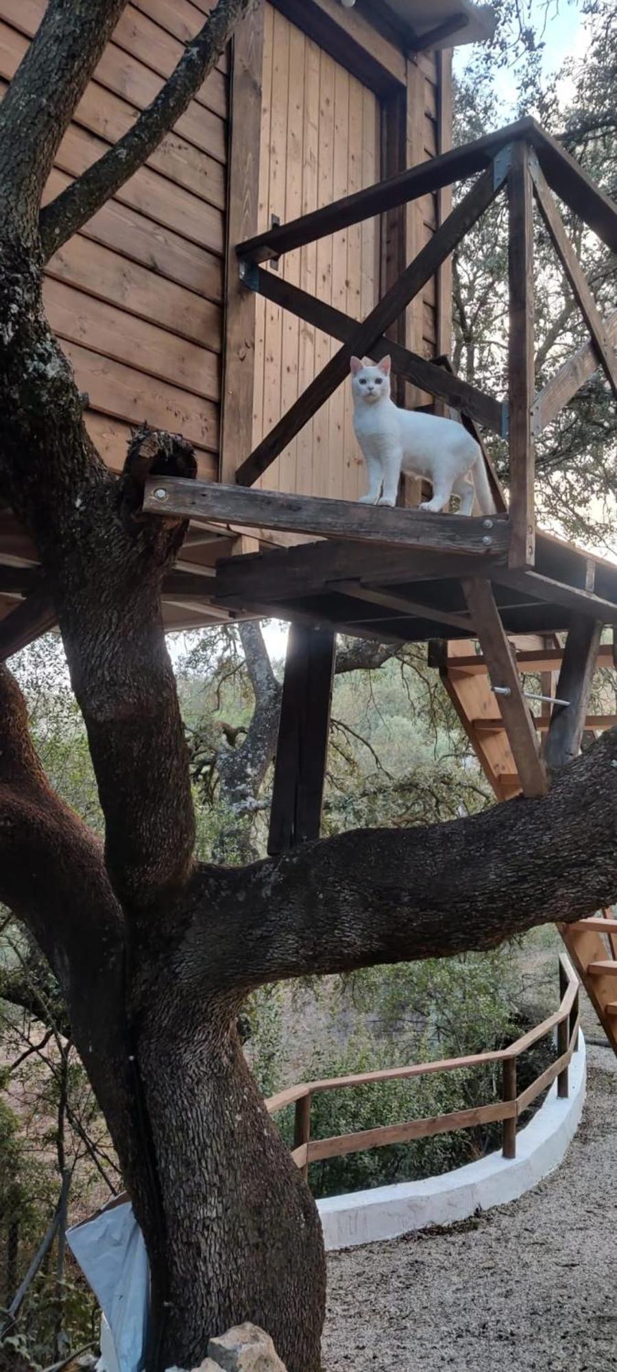 Cabana Del Arbol Lavagarural Villanueva del Rosario Екстериор снимка